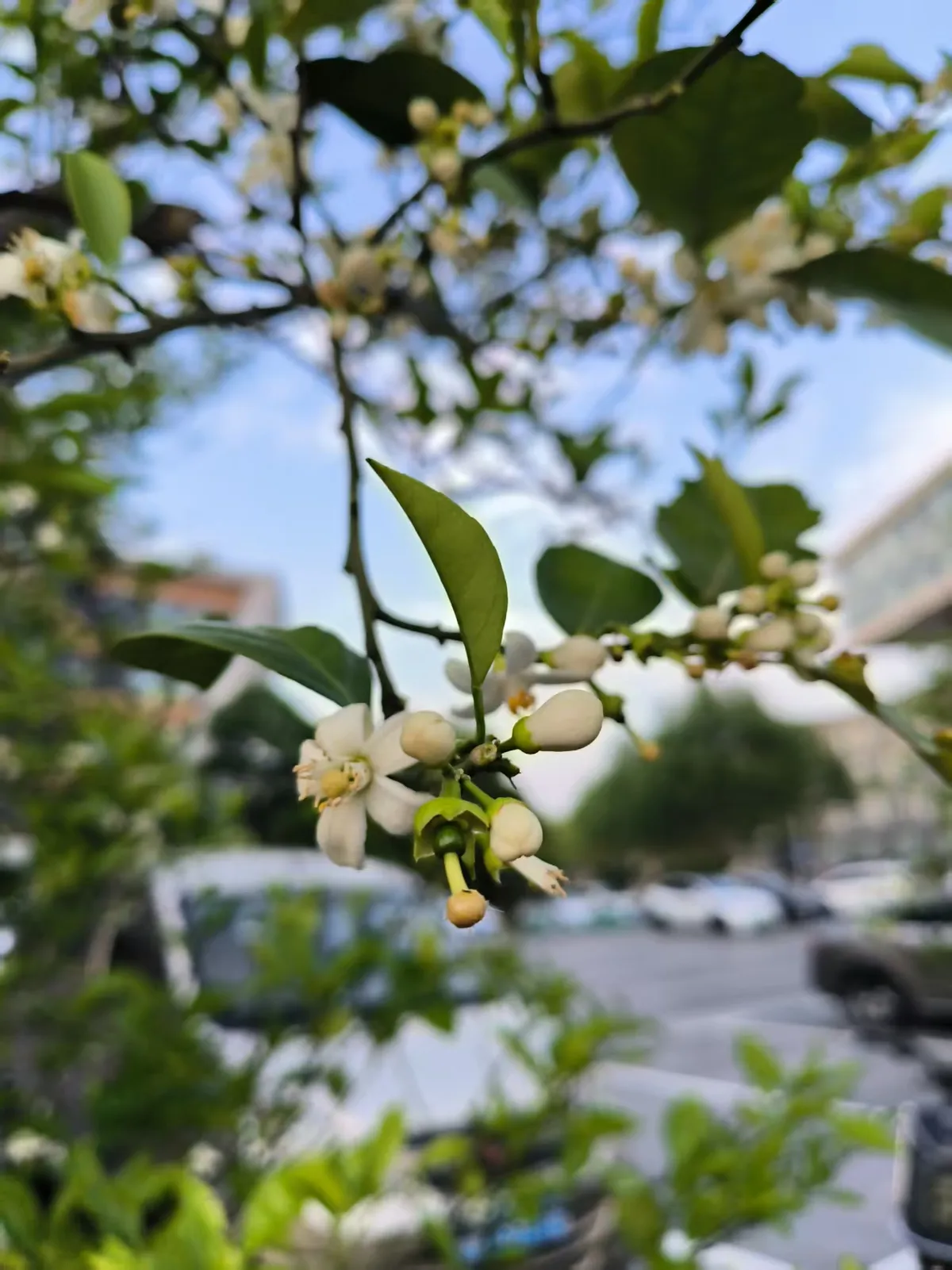 图1： 菜园前的香气来源