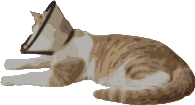 图2： 带上伊丽莎白圈的poor缪（制作：Inkscape）