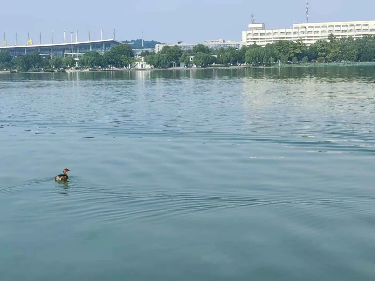 图15 玄武湖上的鸭子！