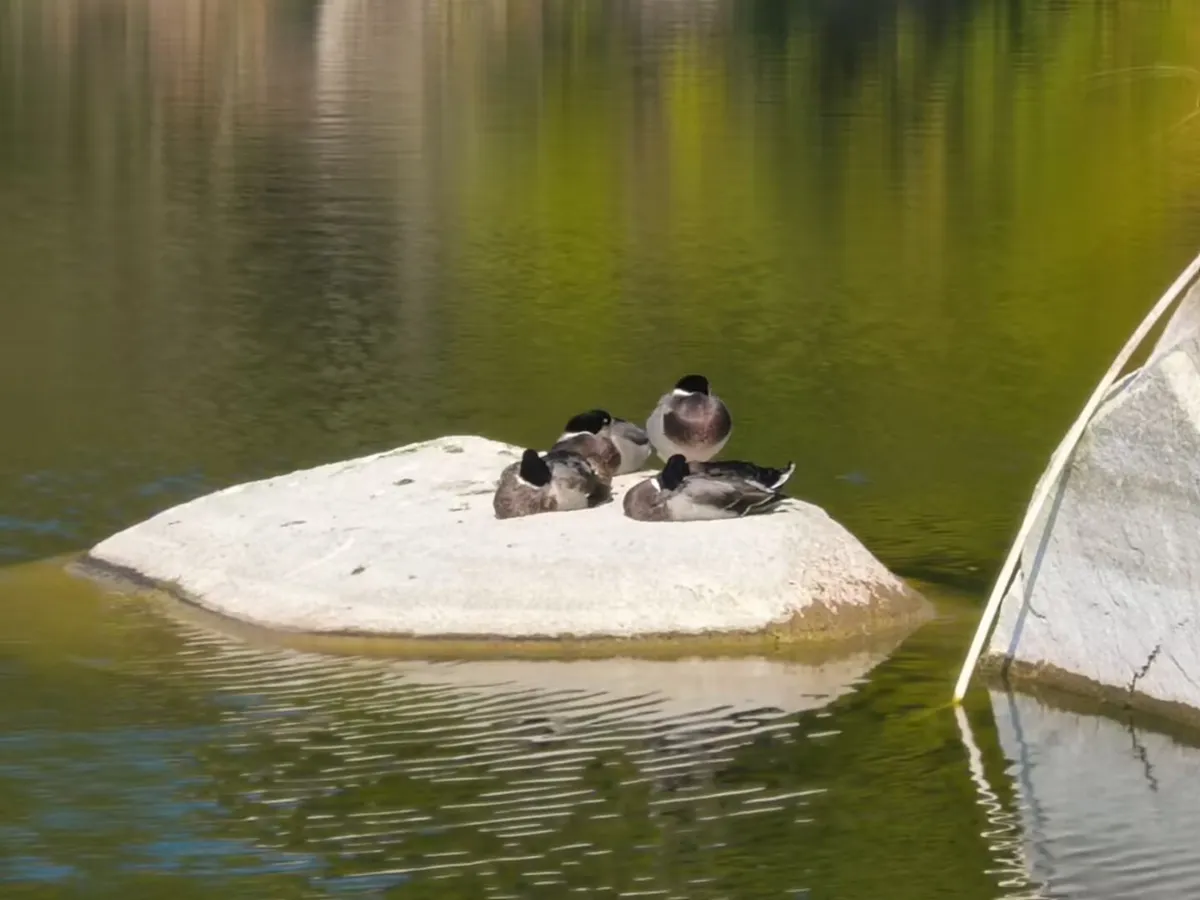 图31 我本是鸭儿身