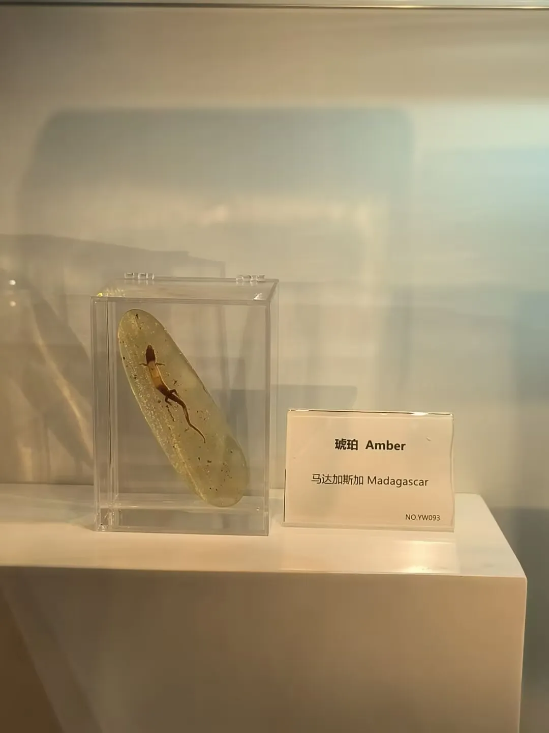 图4 琥珀水胆蜥蜴化石