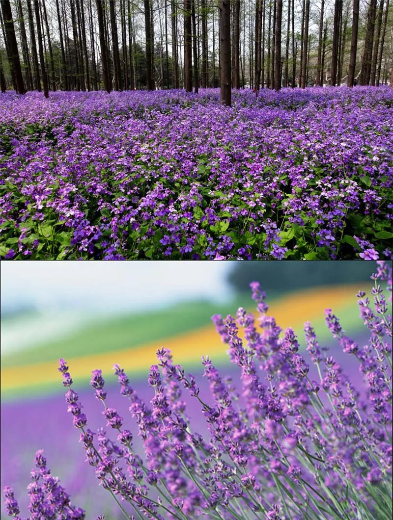 图4：诸葛菜和薰衣草的对比。