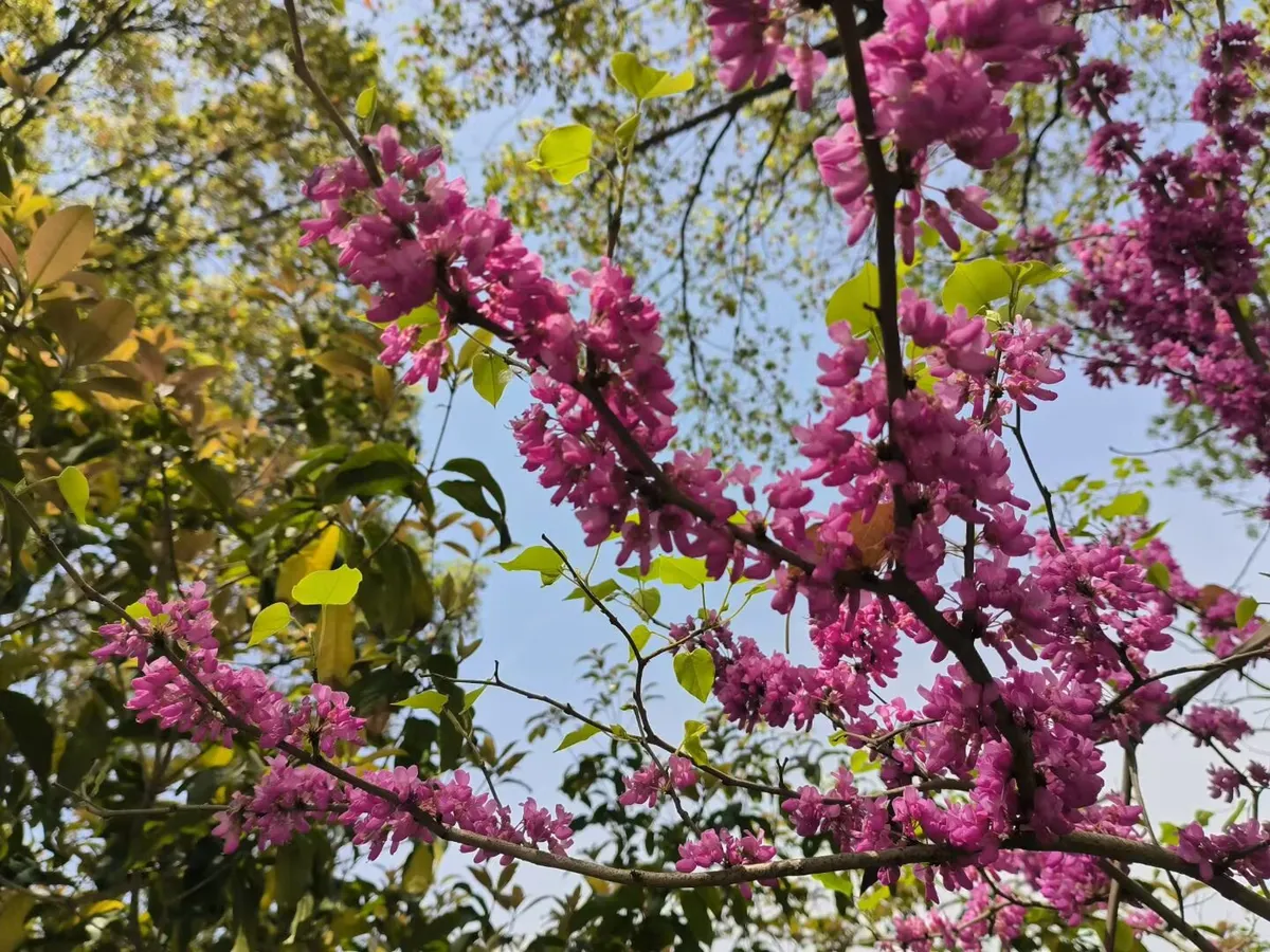 图3 花开